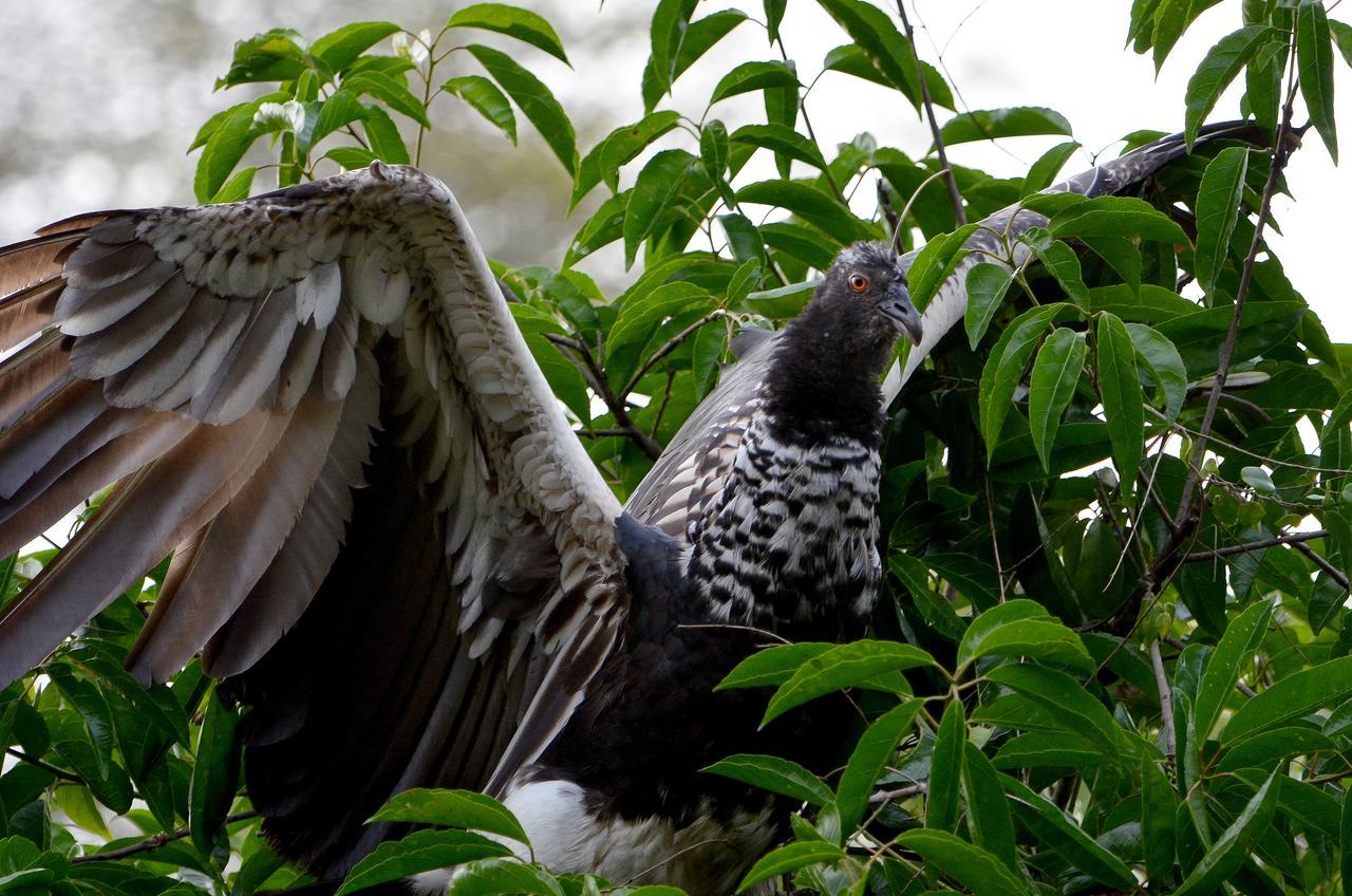 Yaku Amazon Lodge & Expeditions Paraíso Buitenkant foto